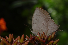 Surendra quercetorum