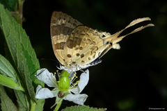 Bindahara moorei