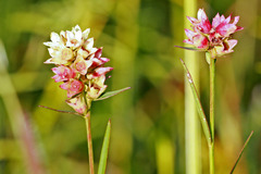 Ludwigia suffruticosa