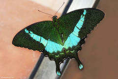 Papilio crino