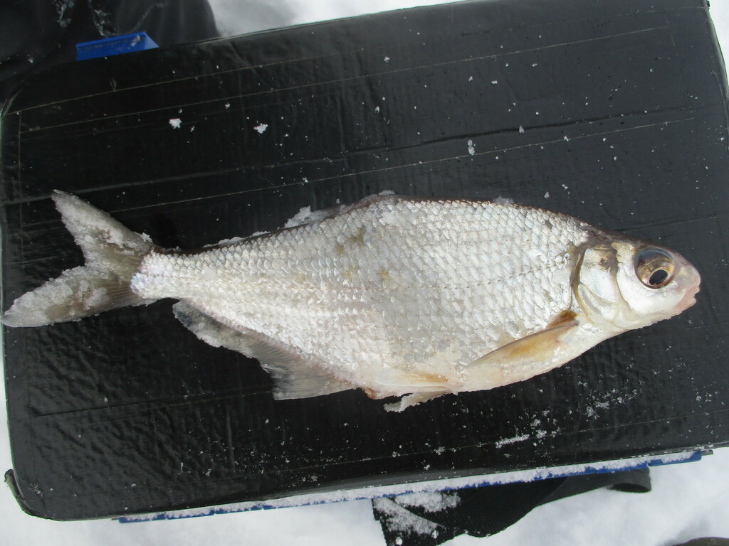 Danube bream (Ballerus sapa) — Cyprinidae