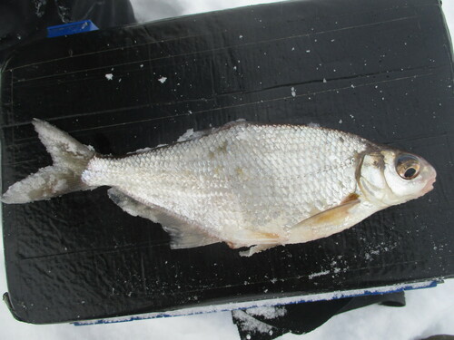Danube bream (Ballerus sapa) — Cyprinidae