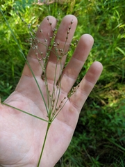 Juncus anthelatus