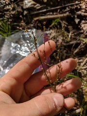 Juncus anthelatus