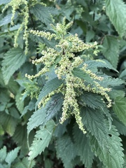Urtica dioica
