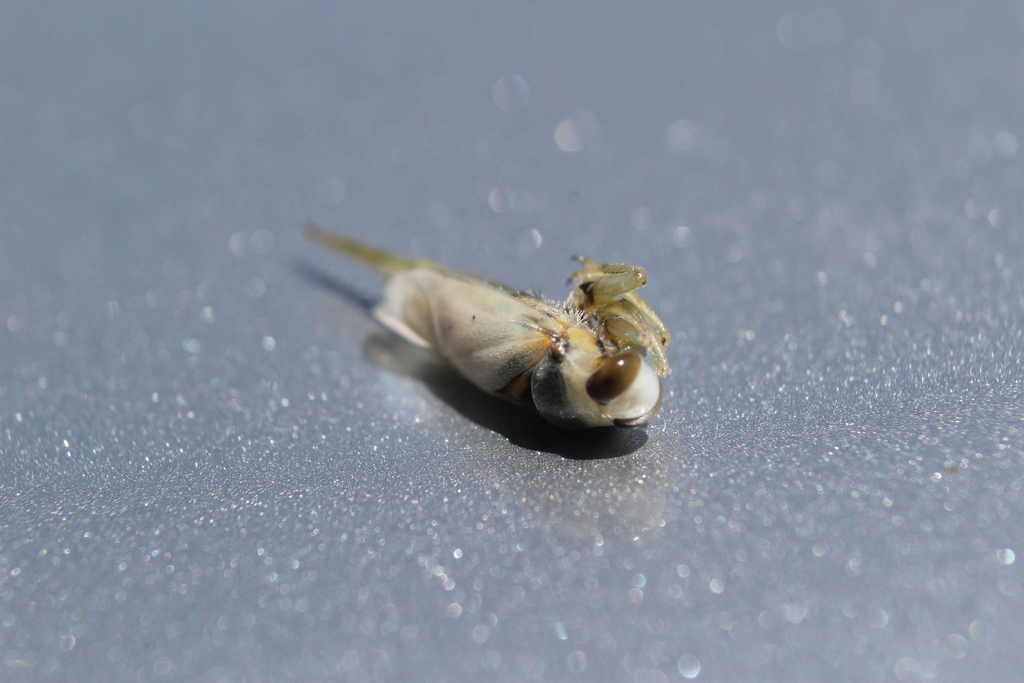 Notonecta unifasciata