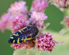 Acmaeodera pulchella