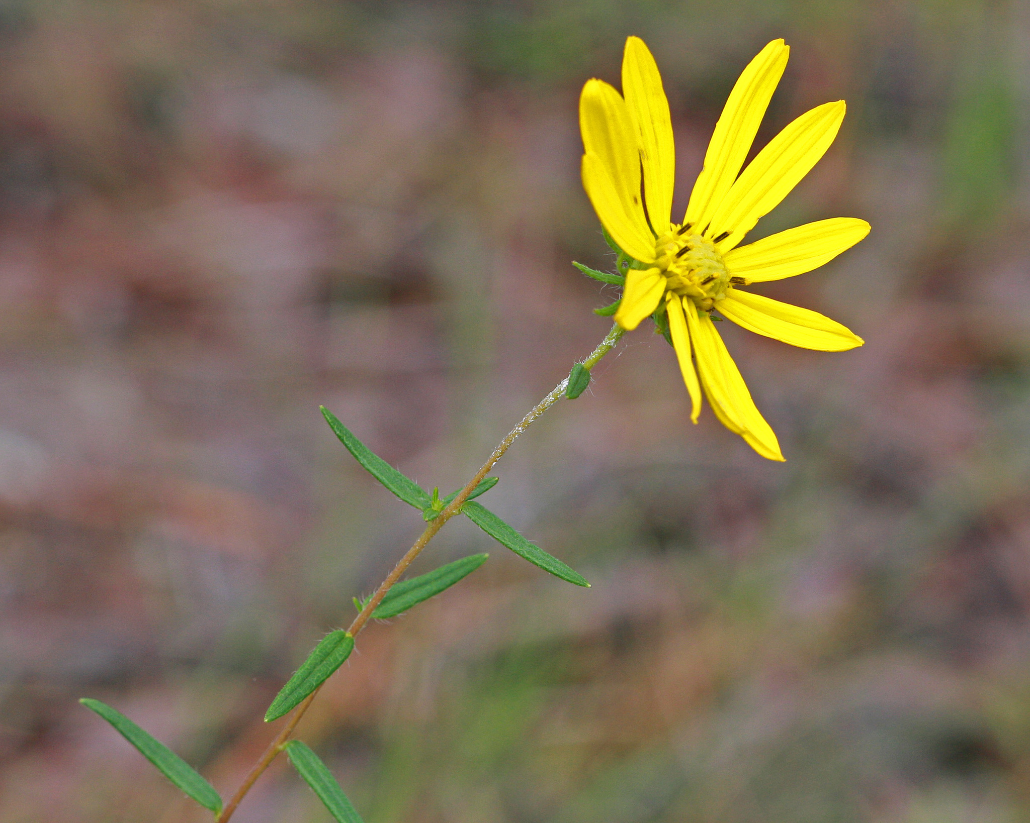 Phoebanthus