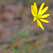 Phoebanthus grandiflorus - Photo (c) Mary Keim, algunos derechos reservados (CC BY-NC-SA)