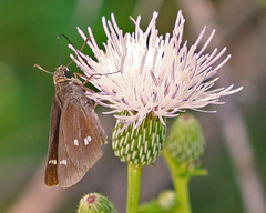 Cirsium nuttallii