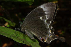 Papilio crino