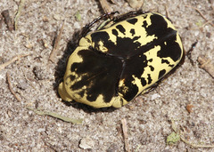 Gymnetis thula