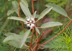 Croton argyranthemus