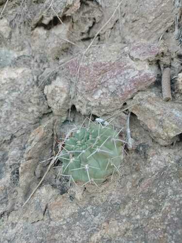 Gymnocalycium ochoterenae