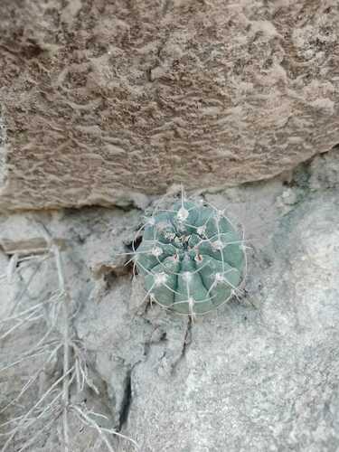 Gymnocalycium ochoterenae