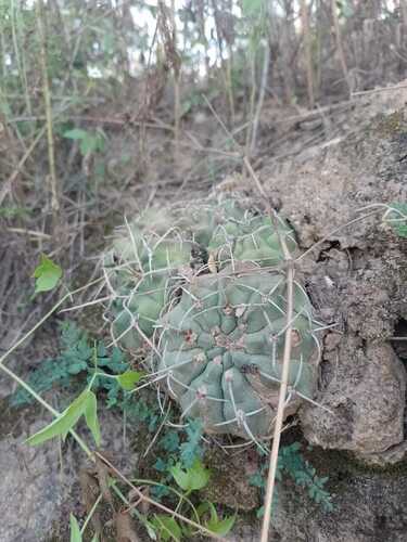 Gymnocalycium ochoterenae