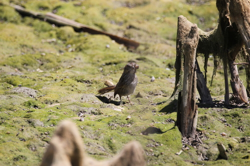 Song Sparrow photographed in Utah
