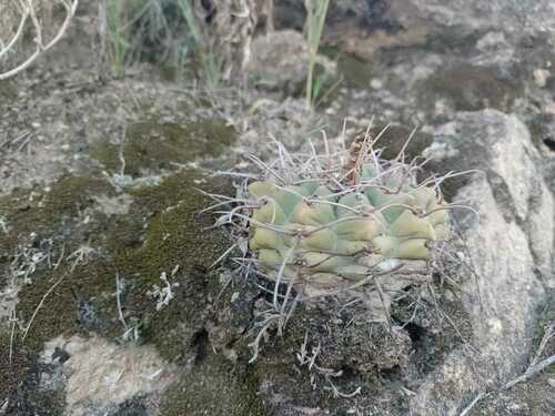Gymnocalycium ochoterenae