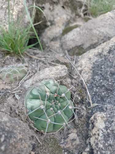 Gymnocalycium ochoterenae