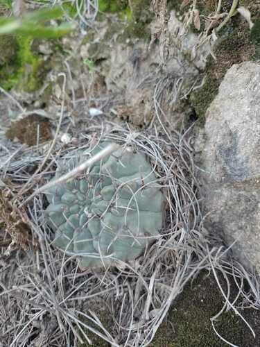Gymnocalycium ochoterenae