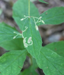 Liriomyza limopsis