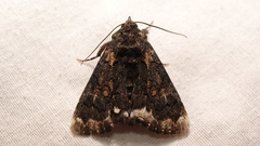 Catephia alchymista