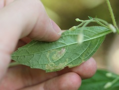 Liriomyza limopsis