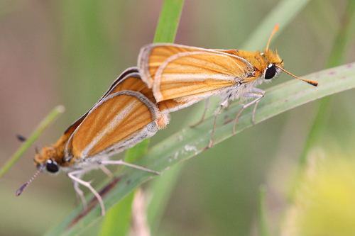 Southern Skipperling