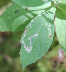 Liriomyza limopsis