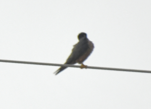 African Hobby (Falco cuvierii)