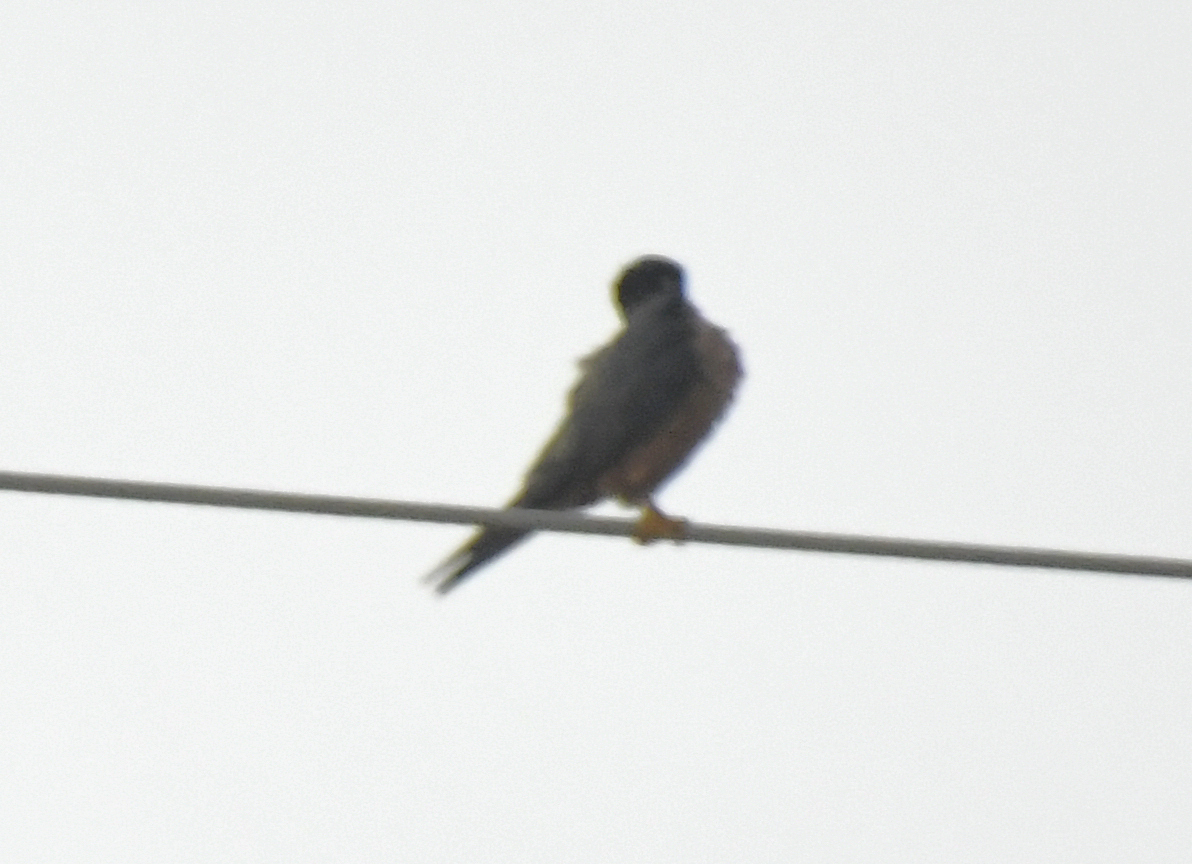 African Hobby (Falco cuvierii), photo 1