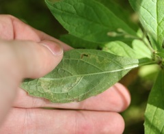 Liriomyza limopsis