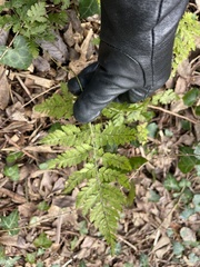 Broad Buckler Fern (Dryopteris dilatata)