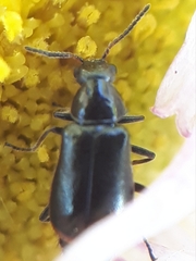 Attalus terminalis