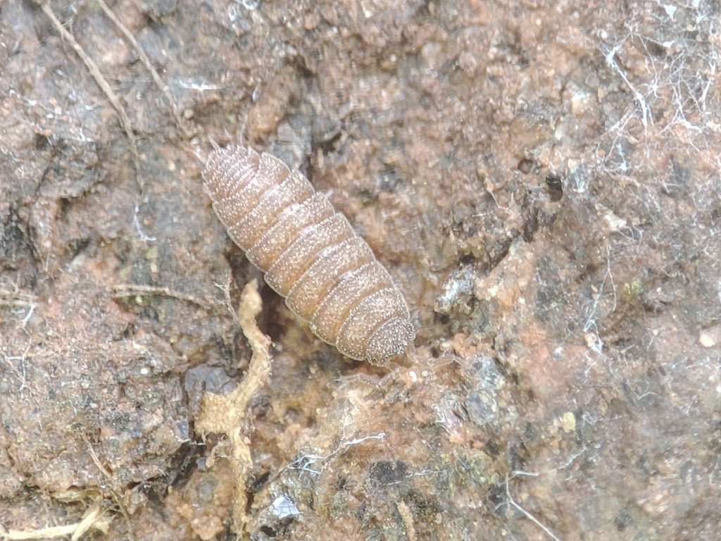 Trichorhina guadianensis