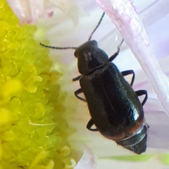 Attalus terminalis