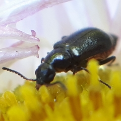 Attalus terminalis