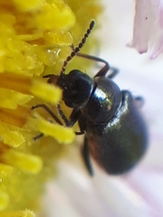 Attalus terminalis