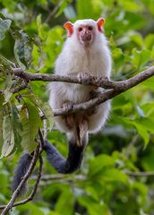 Silvery Marmoset photo 3