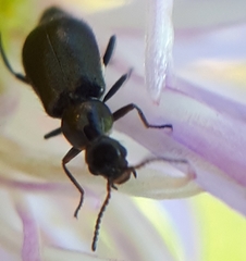 Attalus terminalis