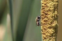 Polydontomyia curvipes