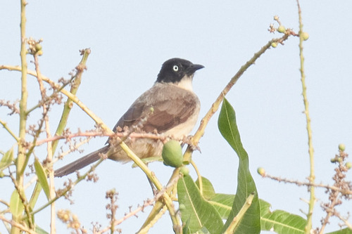 Blackcap Babbler (Turdoides reinwardtii), photo 10
