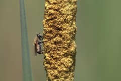 Polydontomyia curvipes