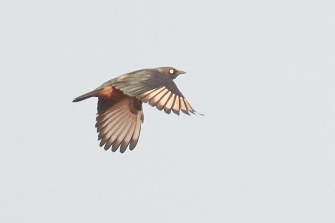 Chestnut-bellied Starling (Lamprotornis pulcher), photo 8