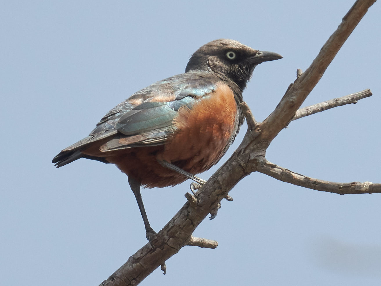 Chestnut-bellied Starling (Lamprotornis pulcher), photo 4