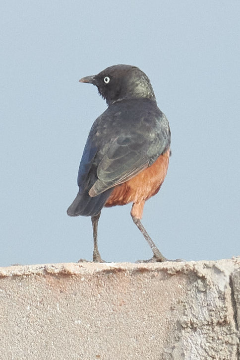 Chestnut-bellied Starling (Lamprotornis pulcher), photo 9