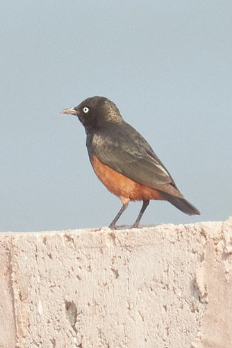 Chestnut-bellied Starling (Lamprotornis pulcher), photo 9