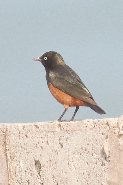 Chestnut-bellied Starling (Lamprotornis pulcher), photo 10