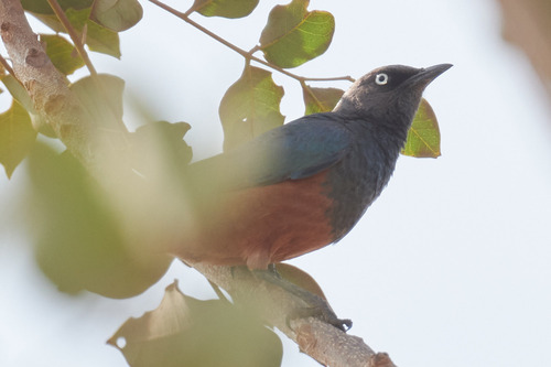 Chestnut-bellied Starling (Lamprotornis pulcher), photo 3