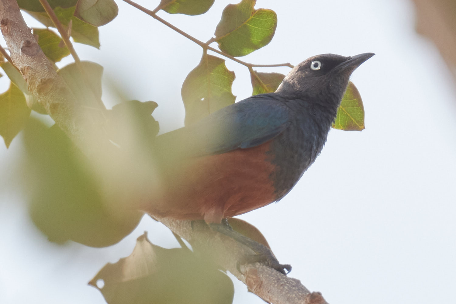 Chestnut-bellied Starling (Lamprotornis pulcher), photo 3